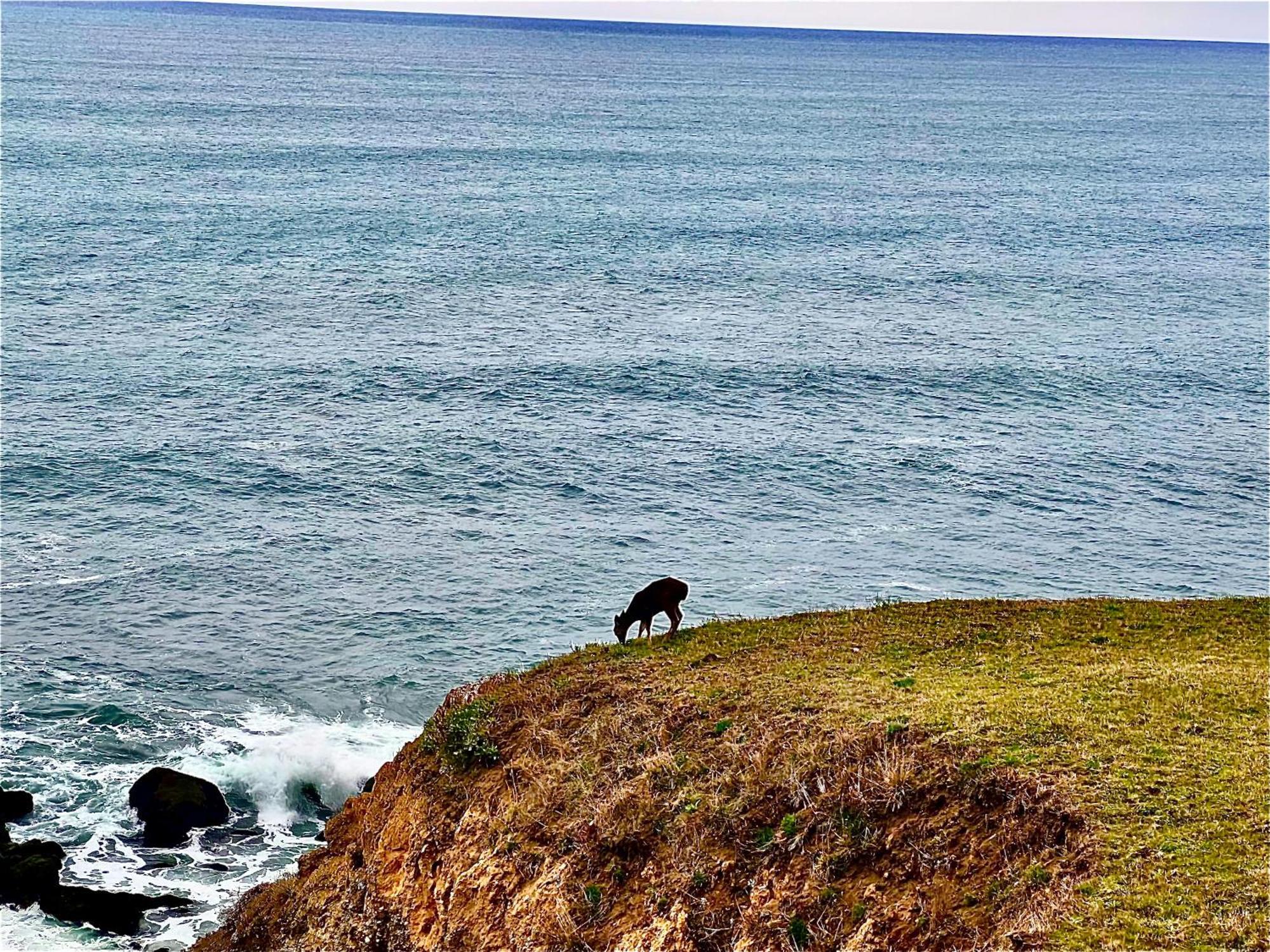 Inn Of The Lost Coast Shelter Cove Zewnętrze zdjęcie